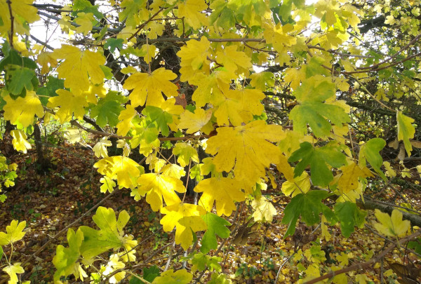 Field Maple &copy; Aaron Parker